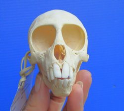 Real Juvenile Vervet Monkey Skull, 3.5"X2.25" (CITES #P-000044854) for $94.99