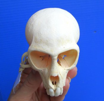 Real Juvenile Vervet Monkey Skull, 3.5"X2.25" (CITES #P-000044854) for $94.99