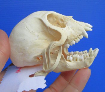 Real Juvenile Vervet Monkey Skull, 3.5"X2.25" (CITES #P-000044854) for $94.99