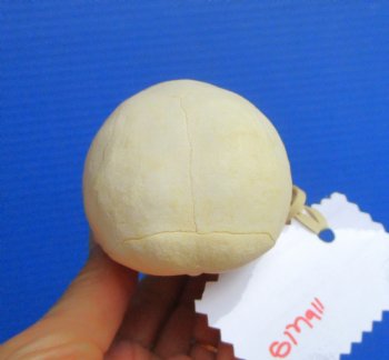 Real Juvenile Vervet Monkey Skull, 3.5"X2.25" (CITES #P-000044854) for $94.99