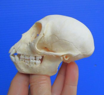 Real Juvenile Vervet Monkey Skull, 3.5"X2.25" (CITES #P-000044854) for $94.99