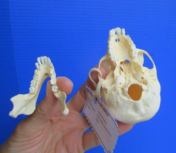 Real Juvenile Vervet Monkey Skull, 3.5"X2.25" (CITES #P-000044854) for $94.99