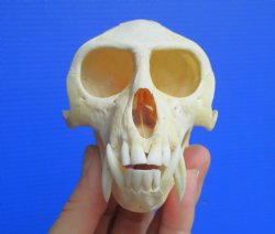 Real African Vervet Monkey Skull (Male, Grade A) - Chlorocebus pygerythrus - CITES #P-000044854 for $169.99