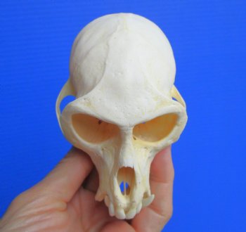 Real African Vervet Monkey Skull (Male, Grade A) - Chlorocebus pygerythrus - CITES #P-000044854 for $169.99