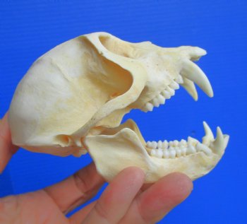 Real African Vervet Monkey Skull (Male, Grade A) - Chlorocebus pygerythrus - CITES #P-000044854 for $169.99