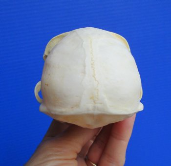 Real African Vervet Monkey Skull (Male, Grade A) - Chlorocebus pygerythrus - CITES #P-000044854 for $169.99