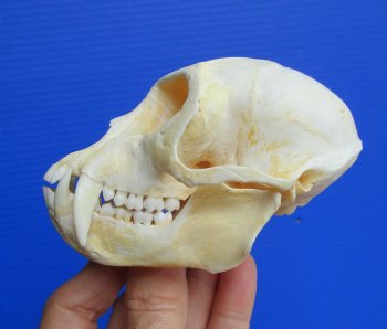 Real African Vervet Monkey Skull (Male, Grade A) - Chlorocebus pygerythrus - CITES #P-000044854 for $169.99