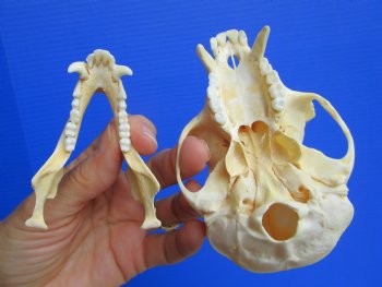 Real African Vervet Monkey Skull (Male, Grade A) - Chlorocebus pygerythrus - CITES #P-000044854 for $169.99