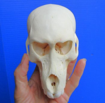 Juvenile Chacma Baboon Skull, 5-5/8" (CITES P-000044854) - for $169.99