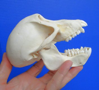 Juvenile Chacma Baboon Skull, 5-5/8" (CITES P-000044854) - for $169.99