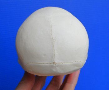 Juvenile Chacma Baboon Skull, 5-5/8" (CITES P-000044854) - for $169.99