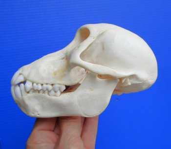 Juvenile Chacma Baboon Skull, 5-5/8" (CITES P-000044854) - for $169.99