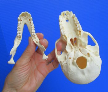 Juvenile Chacma Baboon Skull, 5-5/8" (CITES P-000044854) - for $169.99