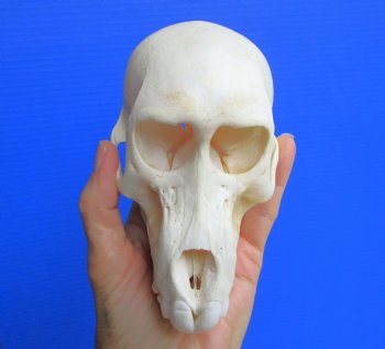 Juvenile Chacma Baboon Skull, 5-7/8" (CITES P-000044854) - for $169.99