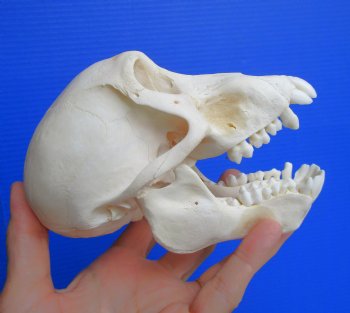 Juvenile Chacma Baboon Skull, 5-7/8" (CITES P-000044854) - for $169.99
