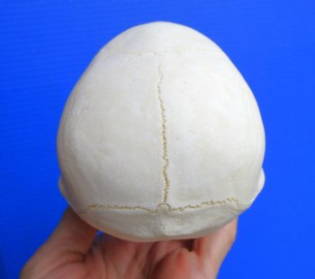 Juvenile Chacma Baboon Skull, 5-7/8" (CITES P-000044854) - for $169.99