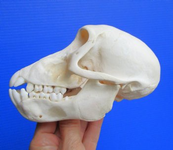 Juvenile Chacma Baboon Skull, 5-7/8" (CITES P-000044854) - for $169.99