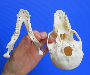 Juvenile Chacma Baboon Skull, 5-7/8" (CITES P-000044854) - for $169.99