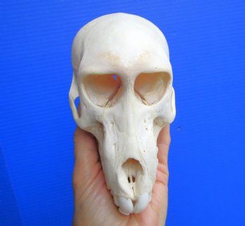 Juvenile Chacma Baboon Skull, 6-1/4" (CITES P-000044854) - for $169.99