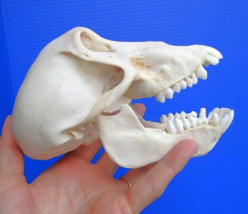 Juvenile Chacma Baboon Skull, 6-1/4" (CITES P-000044854) - for $169.99