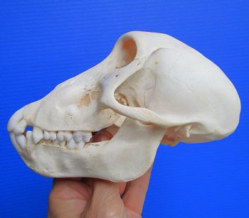 Juvenile Chacma Baboon Skull, 6-1/4" (CITES P-000044854) - for $169.99