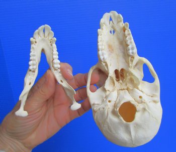 Juvenile Chacma Baboon Skull, 6-1/4" (CITES P-000044854) - for $169.99