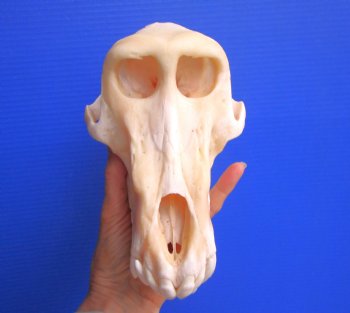 Male Chacma Baboon Skull (8-7/8"x5-1/8") CITES #P-000044854 - $369.99 (Delivery Signature Required)