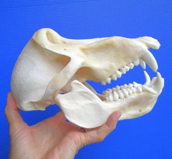 Male Chacma Baboon Skull (8-7/8"x5-1/8") CITES #P-000044854 - $369.99 (Delivery Signature Required)