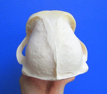 Male Chacma Baboon Skull (8-7/8"x5-1/8") CITES #P-000044854 - $369.99 (Delivery Signature Required)
