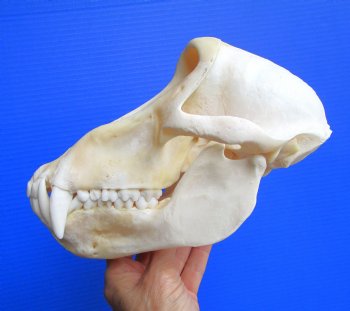 Male Chacma Baboon Skull (8-7/8"x5-1/8") CITES #P-000044854 - $369.99 (Delivery Signature Required)