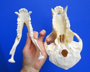 Male Chacma Baboon Skull (8-7/8"x5-1/8") CITES #P-000044854 - $369.99 (Delivery Signature Required)