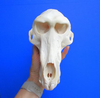 Male Chacma Baboon Skull (8.75"x5") CITES #P-000044854 - $369.99