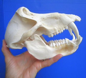 Male Chacma Baboon Skull (8.75"x5") CITES #P-000044854 - $369.99