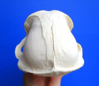 Male Chacma Baboon Skull (8.75"x5") CITES #P-000044854 - $369.99
