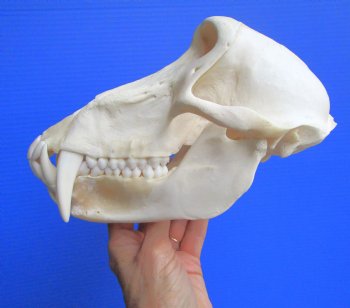 Male Chacma Baboon Skull (8.75"x5") CITES #P-000044854 - $369.99