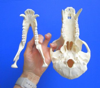 Male Chacma Baboon Skull (8.75"x5") CITES #P-000044854 - $369.99