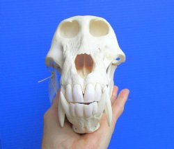 Male Chacma Baboon Skull (Papio ursinus) - Authentic Specimen, CITES P-000044854 - (Delivery Signature Required) $374.99