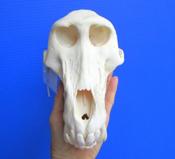 Male Chacma Baboon Skull (Papio ursinus) - Authentic Specimen, CITES P-000044854 - (Delivery Signature Required) $374.99