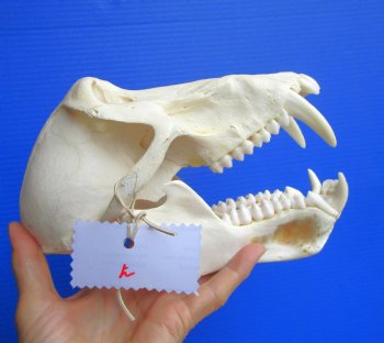 Male Chacma Baboon Skull (Papio ursinus) - Authentic Specimen, CITES P-000044854 - (Delivery Signature Required) $374.99
