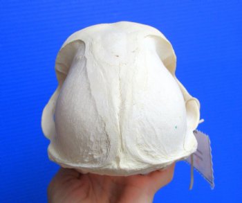 Male Chacma Baboon Skull (Papio ursinus) - Authentic Specimen, CITES P-000044854 - (Delivery Signature Required) $374.99