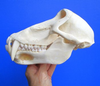 Male Chacma Baboon Skull (Papio ursinus) - Authentic Specimen, CITES P-000044854 - (Delivery Signature Required) $374.99