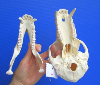 Male Chacma Baboon Skull (Papio ursinus) - Authentic Specimen, CITES P-000044854 - (Delivery Signature Required) $374.99