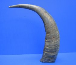 23.5-Inch Sanded Raw Buffalo Horn - 100% Real Natural Water Buffalo Horn for $34.99