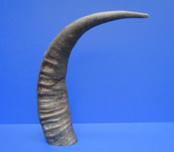 23.5-Inch Sanded Raw Buffalo Horn - 100% Real Natural Water Buffalo Horn for $34.99