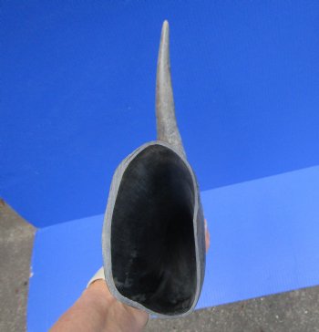 23.5-Inch Sanded Raw Buffalo Horn - 100% Real Natural Water Buffalo Horn for $34.99