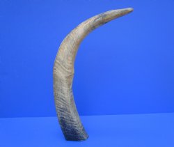 24-Inch Sanded Raw Buffalo Horn - 100% Real Natural Water Buffalo Horn for $34.99