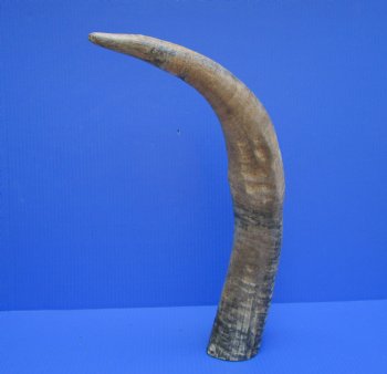 24-Inch Sanded Raw Buffalo Horn - 100% Real Natural Water Buffalo Horn for $34.99