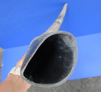24-Inch Sanded Raw Buffalo Horn - 100% Real Natural Water Buffalo Horn for $34.99