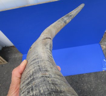 24-Inch Sanded Raw Buffalo Horn - 100% Real Natural Water Buffalo Horn for $34.99