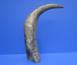 22.75-Inch Sanded Raw Buffalo Horn - 100% Real Natural Water Buffalo Horn for $34.99